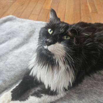 Tuxedo and Domestic Medium Hair Cats Available for Adoption - Sally | PetCurious