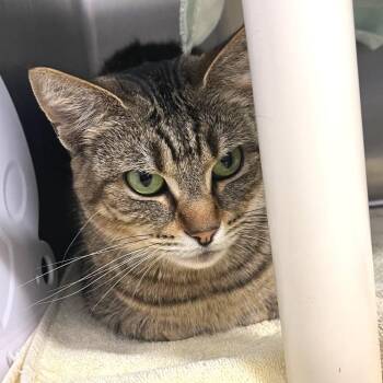 Domestic Short Hair Cats Available for Adoption in Fort Wayne, Indiana - Riyah | PetCurious