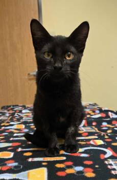 Rescue Domestic Short Hair Cats for Adoption in Larned, Kansas - Shadow | PetCurious