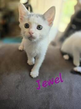 Domestic Short Hair Cats Available for Adoption in Madison, Georgia - Jewel | PetCurious