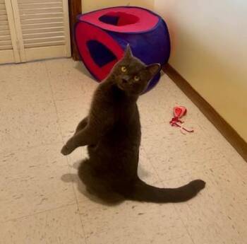 Domestic Short Hair Cats Available for Adoption in Hutchinson, Minnesota - Mipha | PetCurious