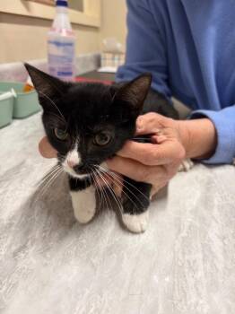 Banner -  Domestic Short Hair Cat for Adoption in Plattsburgh, New York - Banner | PetCurious