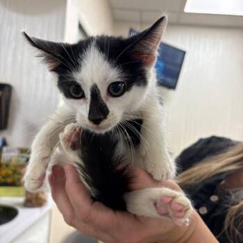 Dice -  Domestic Short Hair Cat for Adoption in New York, New York - Dice | PetCurious