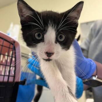 Domestic Short Hair Cats Available for Adoption in Charlottesville, Virginia - Extra Guac | PetCurious
