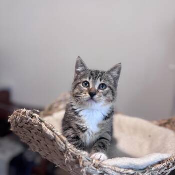 Domestic Short Hair Cats Available for Adoption in Brownsboro, Alabama - Honolulu | PetCurious
