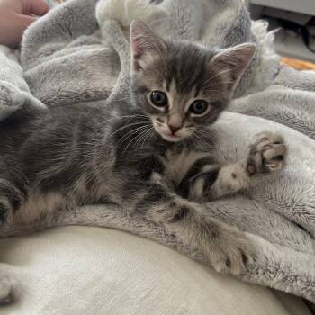 Alvarez -  Domestic Short Hair Cat for Adoption in Los Angeles, California - Alvarez | PetCurious