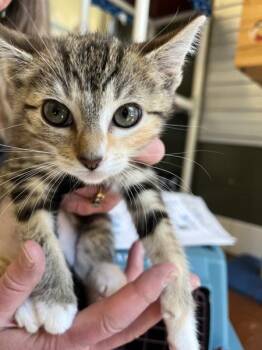 McFluffin -  Domestic Medium Hair Cat for Adoption in Salinas, California - McFluffin | PetCurious