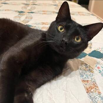 Moose -  Domestic Short Hair Cat for Adoption in Chicago, Illinois - Moose | PetCurious