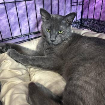 Bliston -  Domestic Short Hair Cat for Adoption in Mokena, Illinois - Bliston | PetCurious
