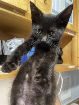 SONIC -  Domestic Short Hair Cat Available for Adoption in Tallahassee, Florida - SONIC | PetCurious