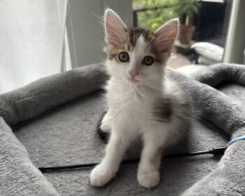 MAYA* -  Domestic Medium Hair Cat for Adoption in Santa Cruz, California - MAYA* | PetCurious