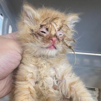71232 -  Domestic Medium Hair Cat for Adoption in Harrisonburg, Virginia - 71232 | PetCurious