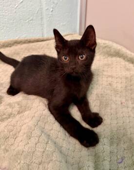 Swiss -  Domestic Short Hair Cat for Adoption in Cape Coral, Florida - Swiss | PetCurious