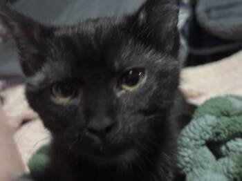Baby Spicey -  Domestic Short Hair Cat for Adoption in Cuyahoga Falls, Ohio - Baby Spicey | PetCurious