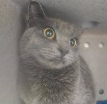 ELOISE IN THE BARN -  Domestic Short Hair Cat for Adoption in Pueblo, Colorado - ELOISE IN THE BARN | PetCurious