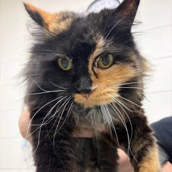 Coco -  Domestic Medium Hair Cat for Adoption in Murray, Utah - Coco | PetCurious