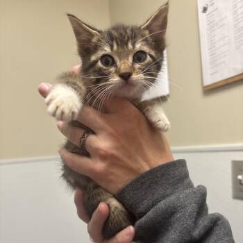 Domestic Short Hair Cats Available for Adoption in Tulsa, Oklahoma - Mr. Catzilla | PetCurious