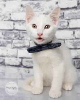Fred -  Domestic Short Hair and Turkish Angora Cat for Adoption in Tuscaloosa, Alabama - Fred | PetCurious