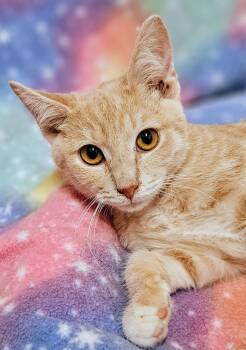 Kip - Rancho Cucamonga PetSmart -  Domestic Short Hair Cat for Adoption in Yorba Linda, California - Kip - Rancho Cucamonga PetSmart | PetCurious