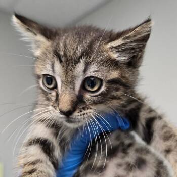 Wybie -  Domestic Short Hair Cat for Adoption in Concord, North Carolina - Wybie | PetCurious