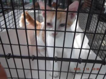 JOE JONAS -  Domestic Short Hair Cat for Adoption in Doral, Florida - JOE JONAS | PetCurious