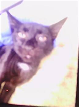 KRAKEN -  Domestic Short Hair Cat for Adoption in Charlotte, North Carolina - KRAKEN | PetCurious