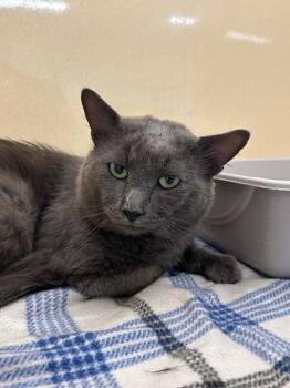 Yurtle -  Domestic Long Hair Cat for Adoption in Gautier, Mississippi - Yurtle | PetCurious