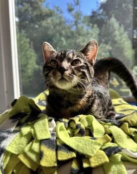 Hera -  Domestic Short Hair Cat for Adoption in North Haven, Connecticut - Hera | PetCurious