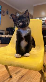 Cobblestone -  Domestic Short Hair Cat for Adoption - Cobblestone | PetCurious