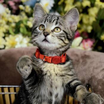 Little Boy -  Domestic Short Hair Cat for Adoption in Springfield, Missouri - Little Boy | PetCurious