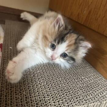 Domestic Long Hair Cats Available for Adoption - 26-10 Laila Ali | PetCurious