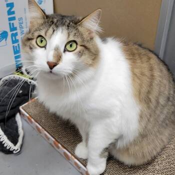 Rescue Domestic Medium Hair Cats for Adoption in Des Moines, Iowa - Prince -- Bonded Buddy With Franky | PetCurious