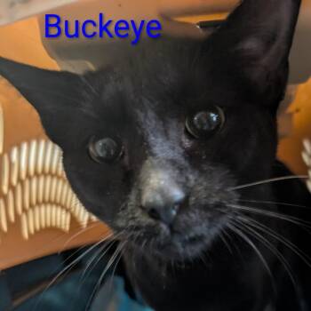 Domestic Short Hair Cats Available for Adoption in Carmel, Indiana - Buckeye | PetCurious