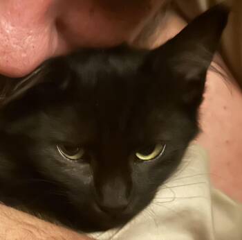 Rescue Domestic Short Hair Cats for Adoption in Springfield, Oregon - Kovu | PetCurious