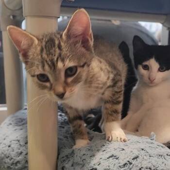 Tootsie -  Domestic Short Hair Cat for Adoption in Charleston, South Carolina - Tootsie | PetCurious