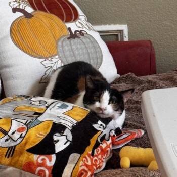 Phoebe C006907 -  Domestic Short Hair Cat for Adoption in Prosper, Texas - Phoebe C006907 | PetCurious