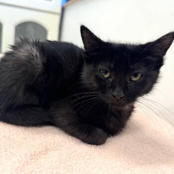 Rescue Domestic Short Hair Cats for Adoption in Wheeling, Illinois - Louis | PetCurious