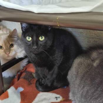 Domestic Short Hair Cats Available for Adoption in Davenport, Iowa - Brax | PetCurious