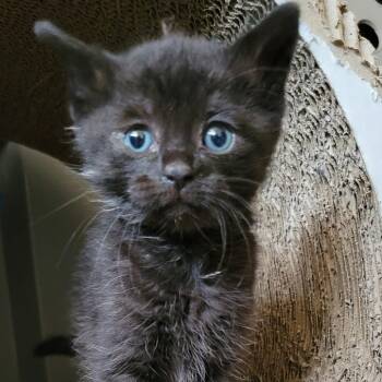 Nea -  Domestic Short Hair Cat for Adoption in Priest River, Idaho - Nea | PetCurious