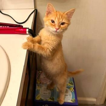 Domestic Short Hair Cats Available for Adoption in Smithfield, North Carolina - Honey Bear | PetCurious