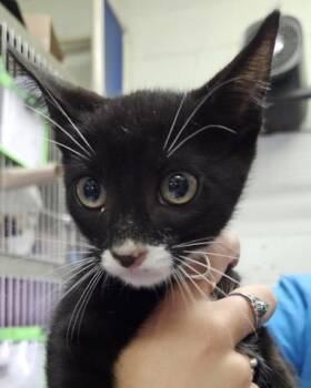 BLUE CHEESE -  Domestic Short Hair Cat for Adoption in Pensacola, Florida - BLUE CHEESE | PetCurious