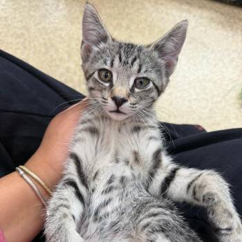 Sol -  Domestic Short Hair and Siamese Cat for Adoption in Riverwoods, Illinois - Sol | PetCurious