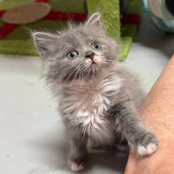 Mocha Cookie Crumble -  Domestic Long Hair Cat for Adoption in Brownsboro, Alabama - Mocha Cookie Crumble | PetCurious
