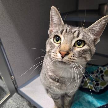 Chrome -  Domestic Short Hair Cat for Adoption in North Battleford, Saskatchewan - Chrome | PetCurious