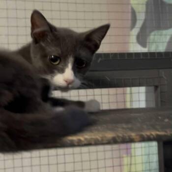 Rescue Domestic Short Hair and Tuxedo Cats for Adoption in Antioch, California - Jade | PetCurious
