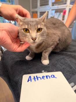 Athena -  Domestic Short Hair Cat for Adoption in Vancouver, Washington - Athena | PetCurious