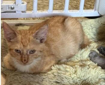 Candy -  Domestic Short Hair and Tabby Cat for Adoption in New York, New York - Candy | PetCurious