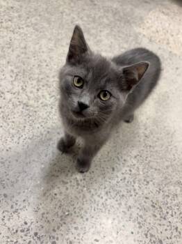 Mistoffelees -  Domestic Short Hair Cat for Adoption in Pickering, Ontario - Mistoffelees | PetCurious