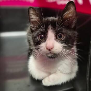 Domestic Short Hair Cats Available for Adoption in Wahiawa, Hawaii - Stinky | PetCurious