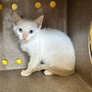 Thing 1 -  Domestic Short Hair Cat Available for Adoption in Abilene, Texas - Thing 1 | PetCurious